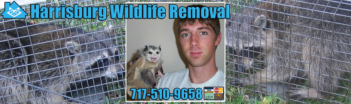 Harrisburg Wildlife and Animal Removal